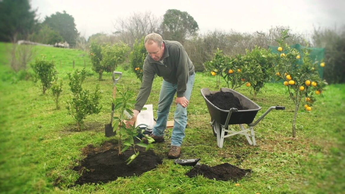Planting a Citrus Tree and a Deciduous Fruit Tree | Organic Edible Garden
