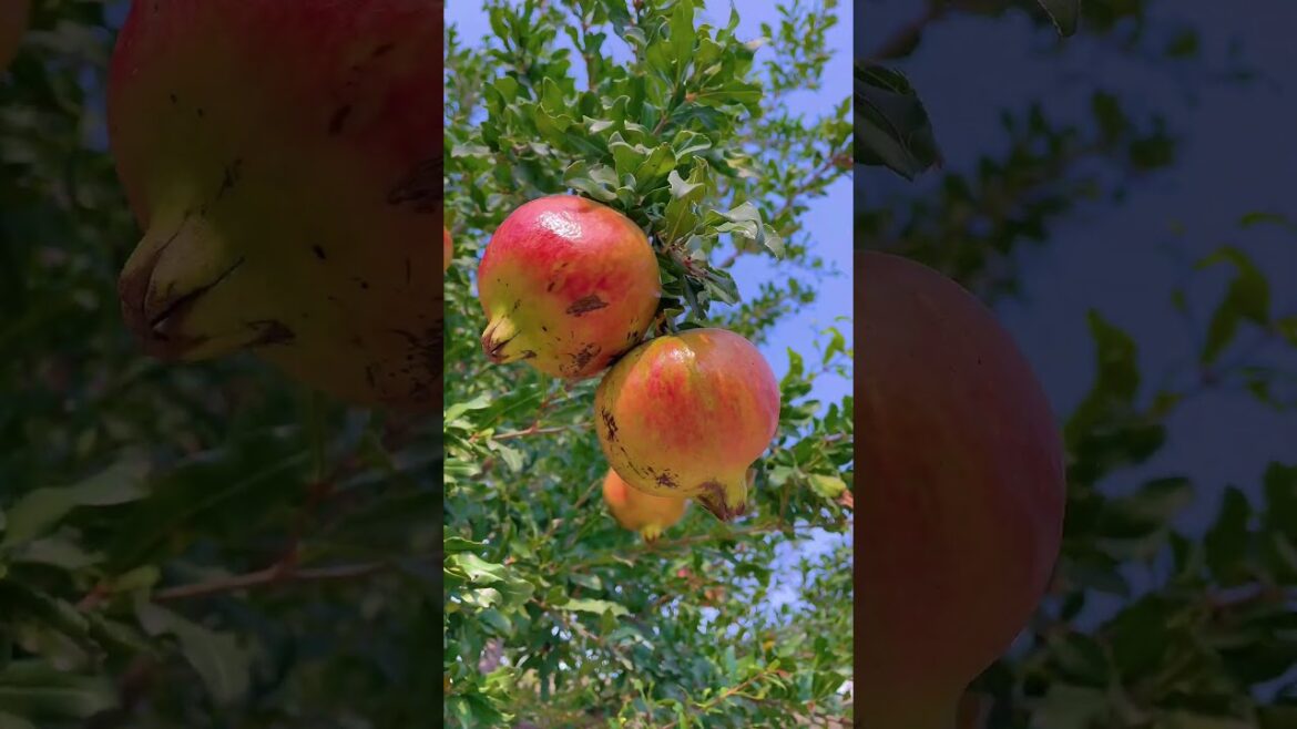 Pomegrante  Farm | farming tips | agriculture | farming | gardening ideas at home | gardening tips
