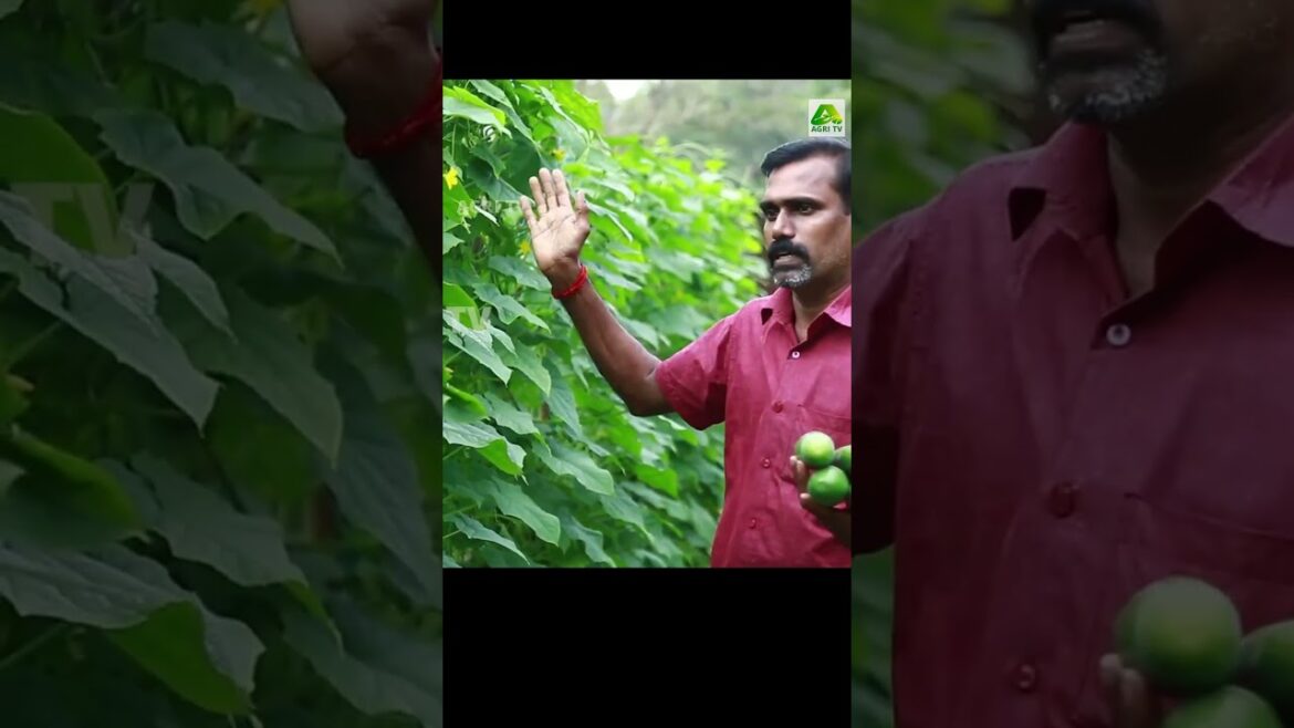 ഈ ട്രിക്ക് അറിഞ്ഞാൽ കുക്കുമ്പർ കൃഷിയിൽ മികച്ച വിളവ് നേടാം| Cucumberplant care ഈ ട്രിക്ക് അറിഞ്ഞാൽ കുക്കുമ്പർ കൃഷിയിൽ മികച്ച വിളവ് നേടാം| Cucumberplant care