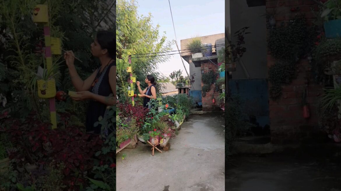 Terrace Garden 115 update #terracegardening #gardendesign #plant #gardenideas #terracegarden #garden