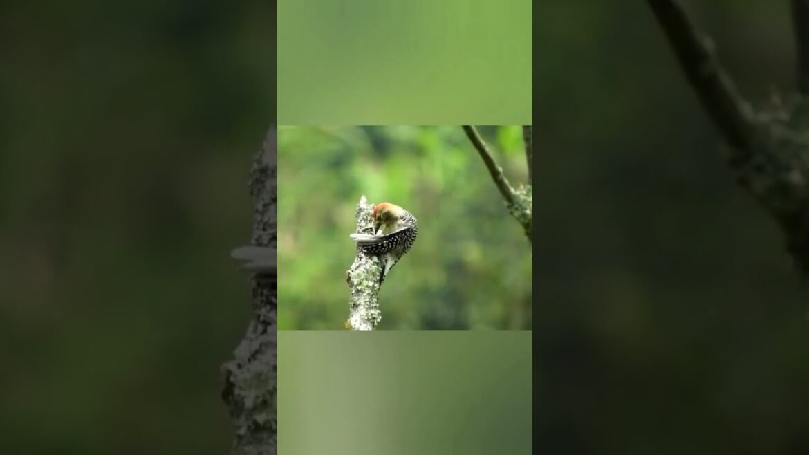 Quiet and peaceful #shorts #feedshorts #animals #netflix #most #birds #natgeo #amazon #species #4k Quiet and peaceful #shorts #feedshorts #animals #netflix #most #birds #natgeo #amazon #species #4k