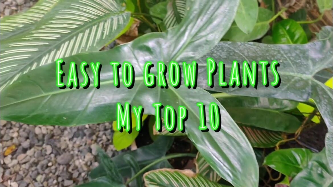 🌱🐞Pretty Plants.TOP 10 Easy To Grow Plants. 🌱🌿🍃#easytogrowplants #plants #containergardening