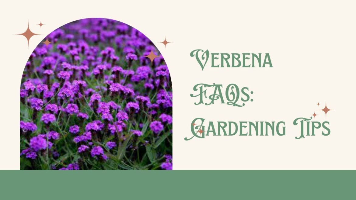 Verbena FAQs Gardening Tips Verbena FAQs Gardening Tips