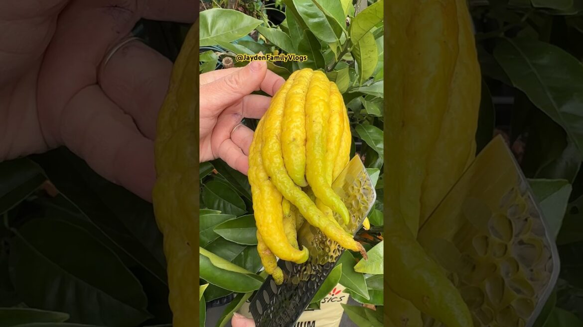 First Time Cutting Buddha Hand Citron π #shorts #shortvideo #fruit #food #satisfying #fruitcutting First Time Cutting Buddha Hand Citron π #shorts #shortvideo #fruit #food #satisfying #fruitcutting