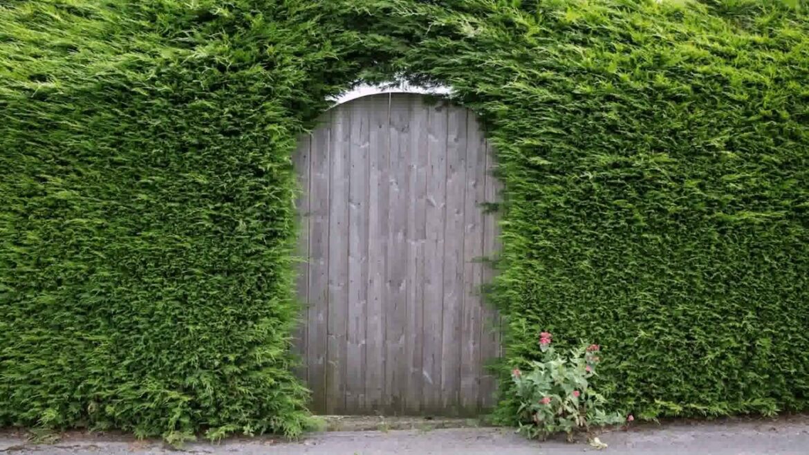 Front Yard Landscaping Ideas Hedges