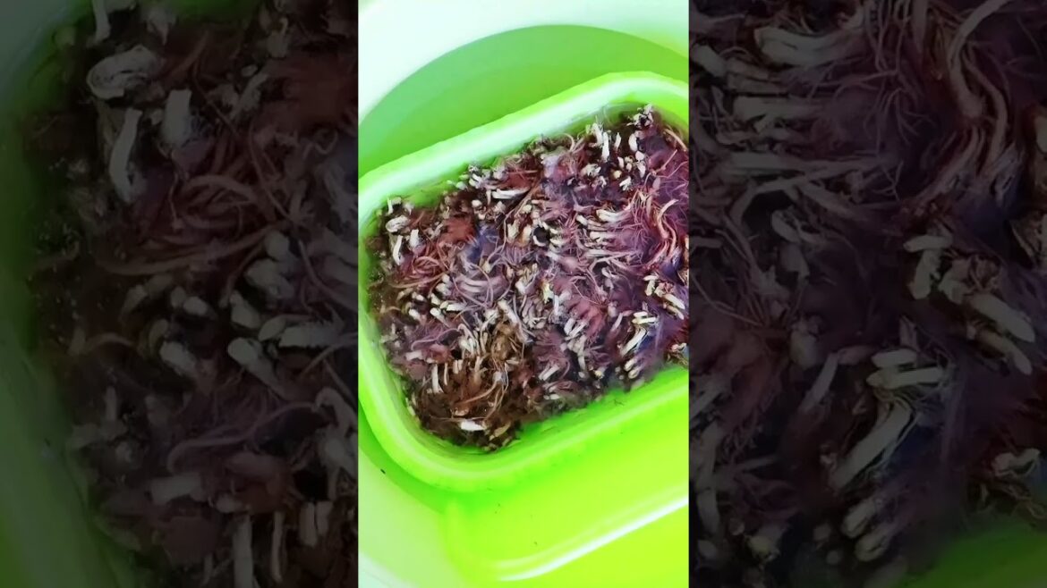 Simple tips growing garden at home by MeiMei  #short #vegetable