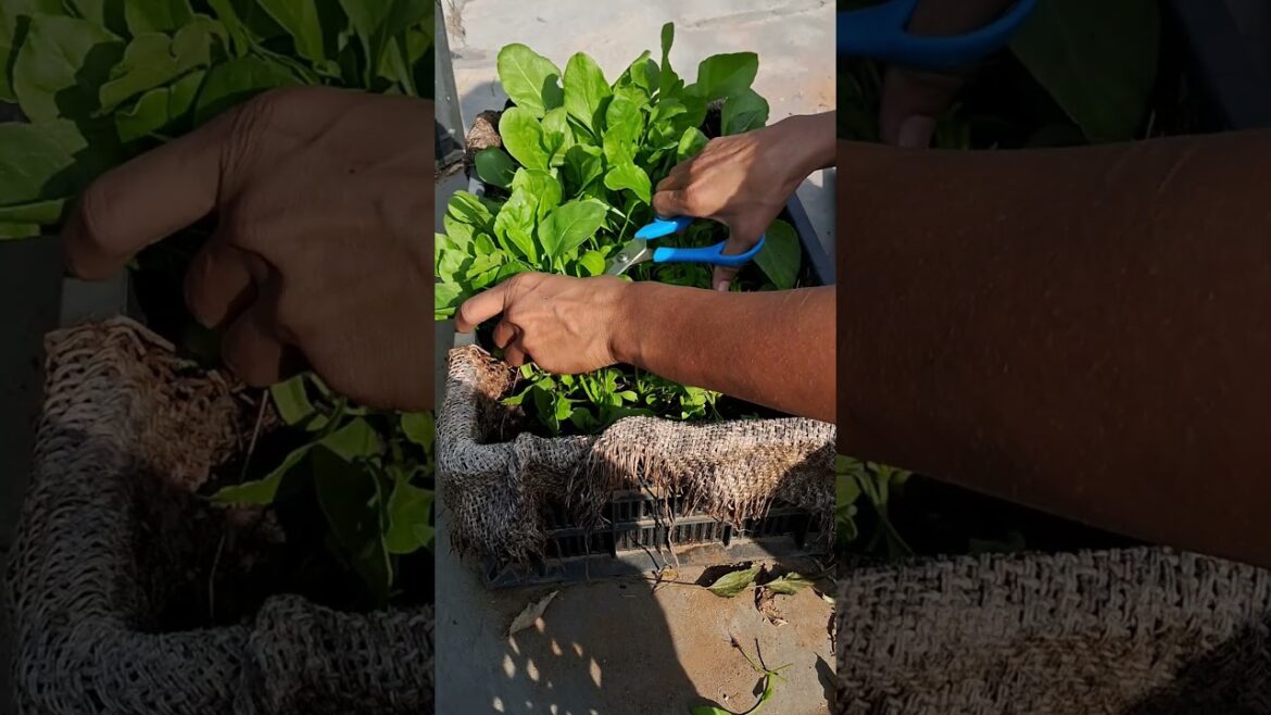 Organic Spinach #shortsvideo #nature #small #garden #gardening