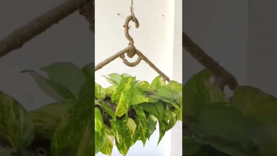 #organicgarden #gardenideas #gardeninglovers #gardendesign #craft #homegardening #garden#growplants