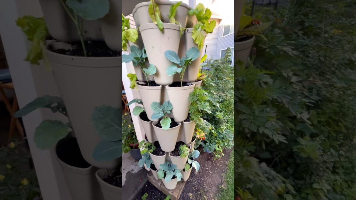 🧑‍🌾Apartment Garden Inspiration🪴 #balconygarden #containergardening #apartmentgardening