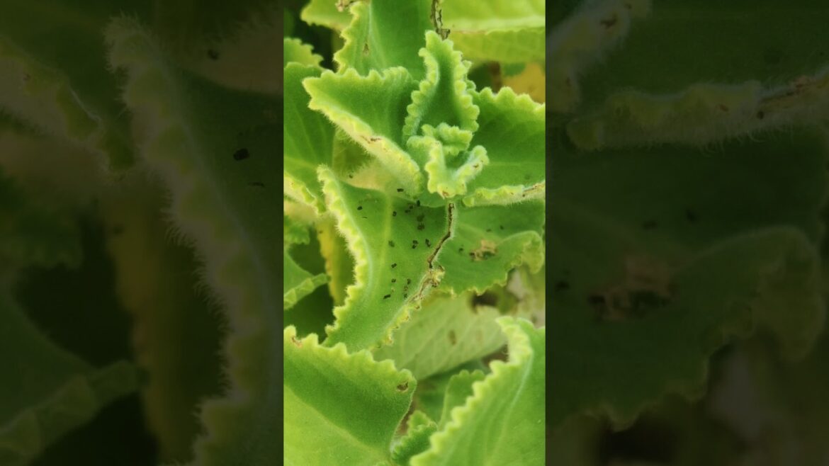 🌿 Tips for plants care | How to remove aphids from plants | Plants Care Tips🐛#viral #shorts