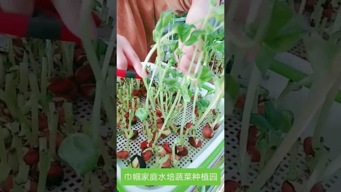 Simple tips growing garden at home by MeiMei  #short #vegetable