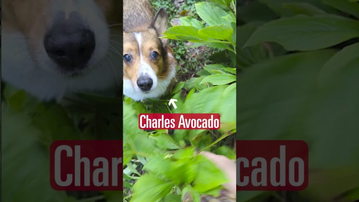 Three-Legged Dog (Charles Avocado) Proves He’s a Master Gardener | IPM Tips #dog, #garden, #science Three-Legged Dog (Charles Avocado) Proves He's a Master Gardener | IPM Tips #dog, #garden, #science