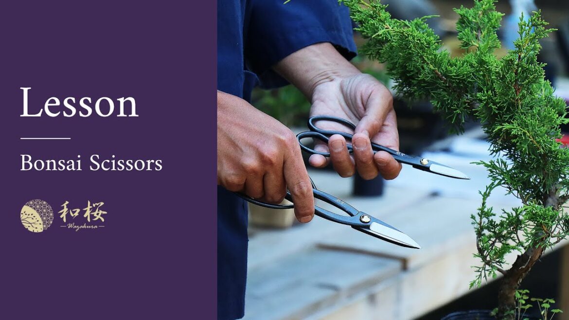 Bonsai Tools Basics: How do you use bonsai scissors? || Wazakura Japan Bonsai Tools Basics: How do you use bonsai scissors? || Wazakura Japan