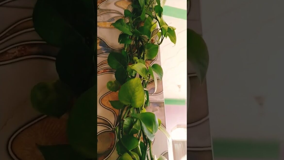 #moneyplant# #flowergarden #ytshorts #gardening #garden #viral#shorts#explore#shortsvideo #trends