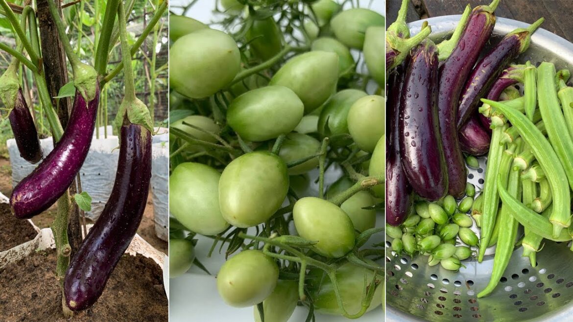 Massive Backyard Gardening Harvest, The Most Rewarding Harvest by MeiMei #vegetable Massive Backyard Gardening Harvest, The Most Rewarding Harvest by MeiMei #vegetable