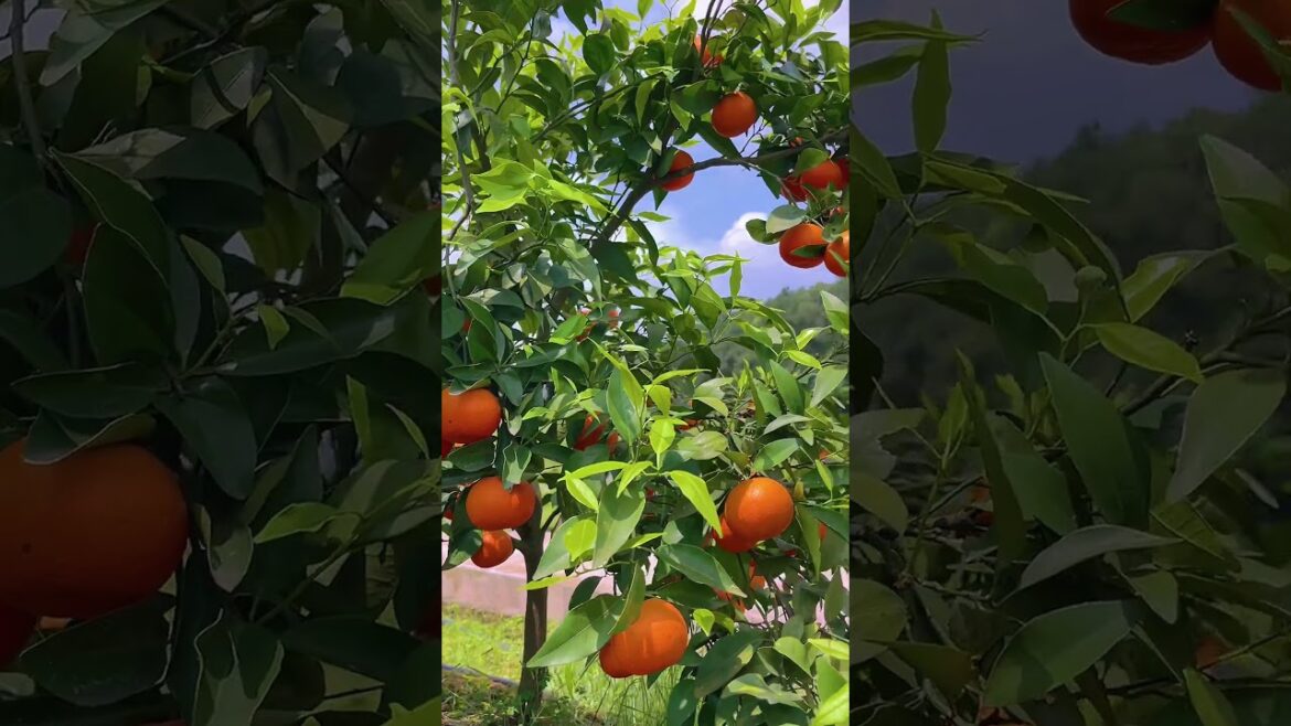 Orange farm | Gardening tips | #shorts