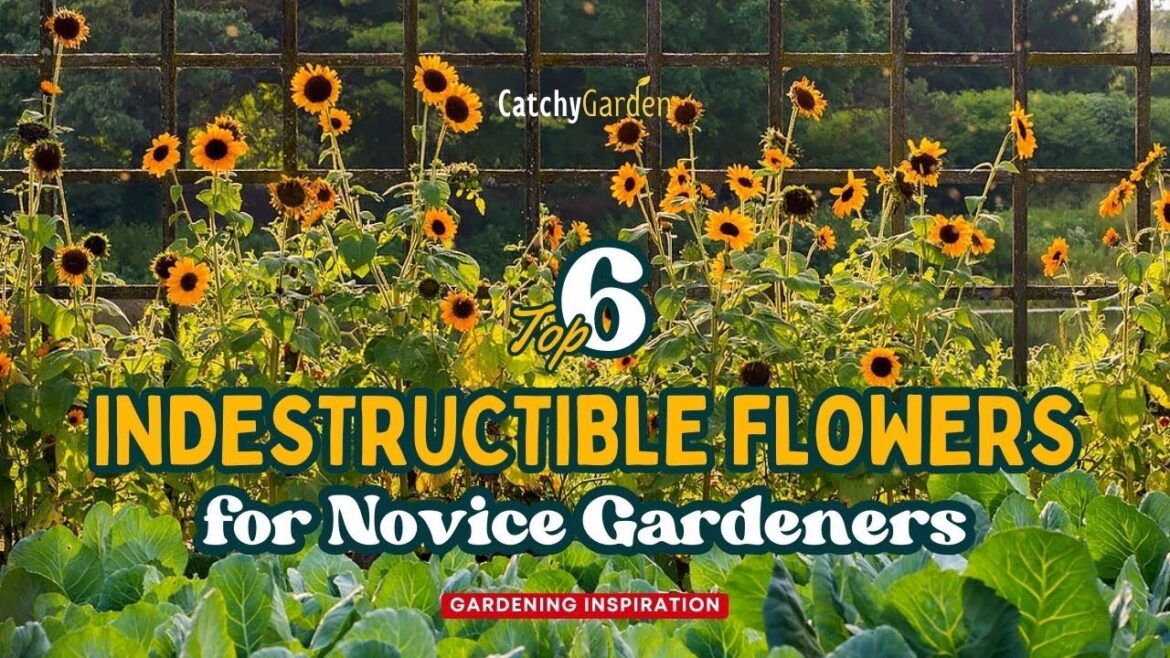 Top 6 Indestructible Flowers for Novice Gardeners 🌻🌹👍 Top 6 Indestructible Flowers for Novice Gardeners 🌻🌹👍