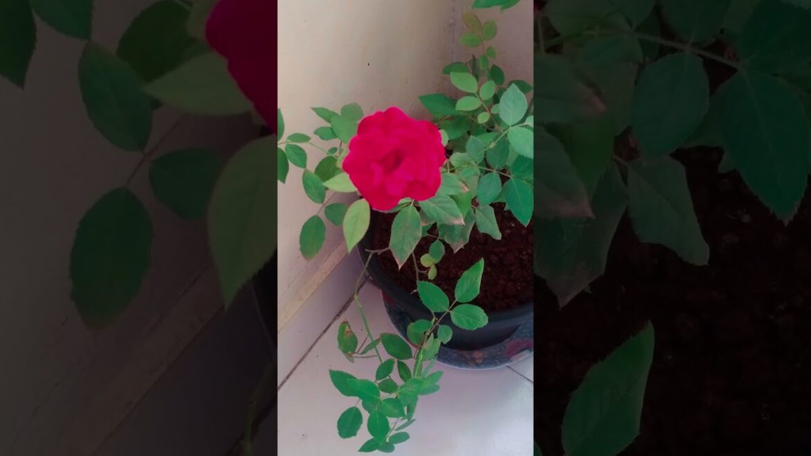 Pretty Rose in my container garden 🌹