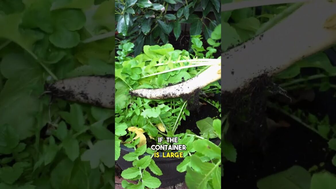 Radish Revolution: Container Gardening Made Easy! | #Shorts