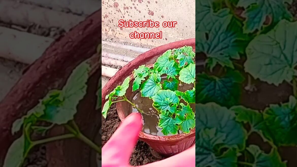 Karela Transplant #youtubeshorts #viral #viralshorts #trendingshorts #transplants #karela