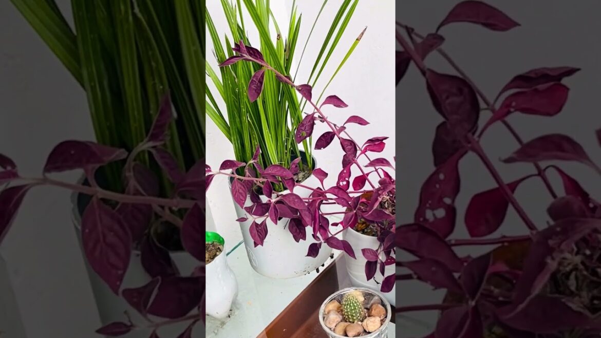 Plant in small containers # balcony #garden # shorts videos