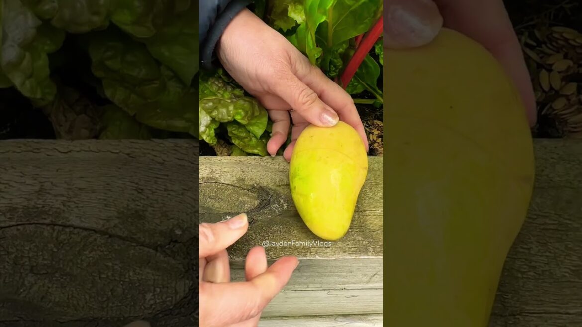 Best way to pop a Mango 🥭🤣 #shorts #fruit #fruitcutting #satisfying #food #garden #short #mango