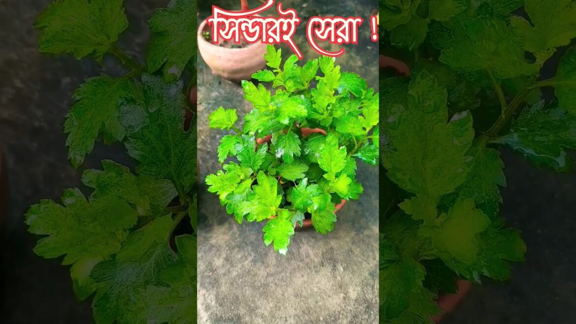 Gardening Tips #3 | #gardeningtips #gardeningvideos #shortsfeed