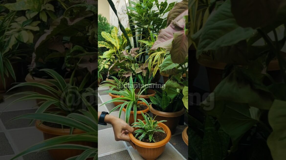 My indoor garden Make Over #viral #shorts #indoorplants #gardeningtips