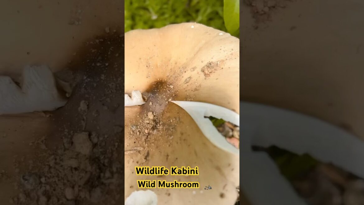 Wildlife Kabini part 4 – Exotic Wild mushroom #wildlife #mushroom Wildlife Kabini part 4 - Exotic Wild mushroom #wildlife #mushroom