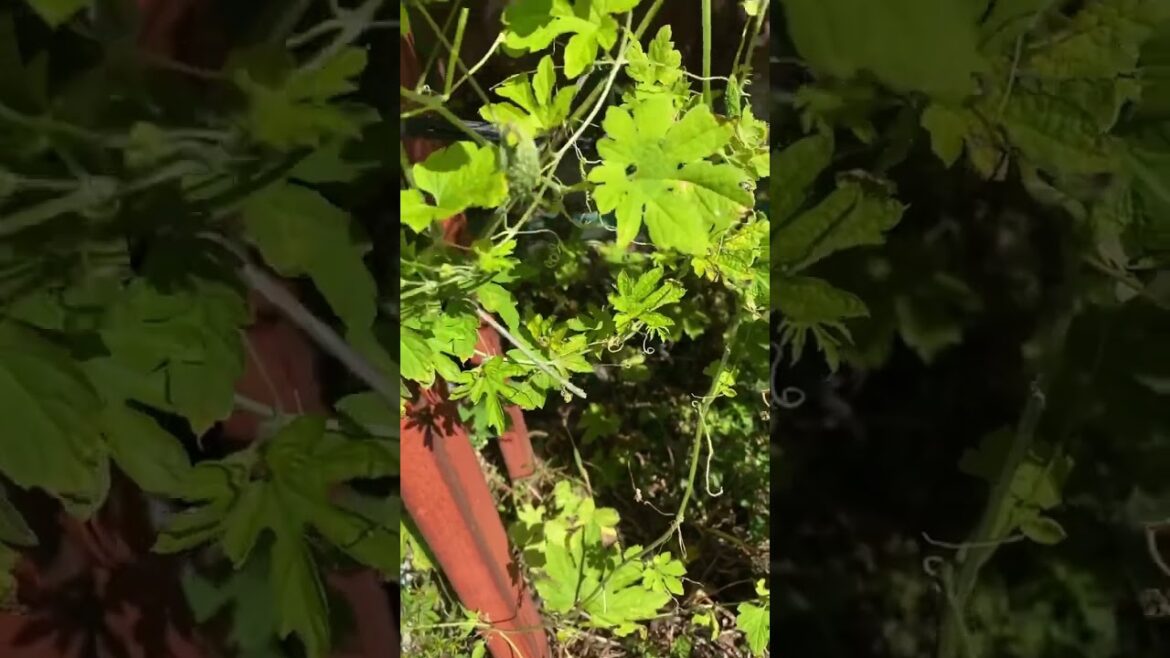 Visite vegetable the garden #vegetablegardening #fallactivities #agriculture #nature