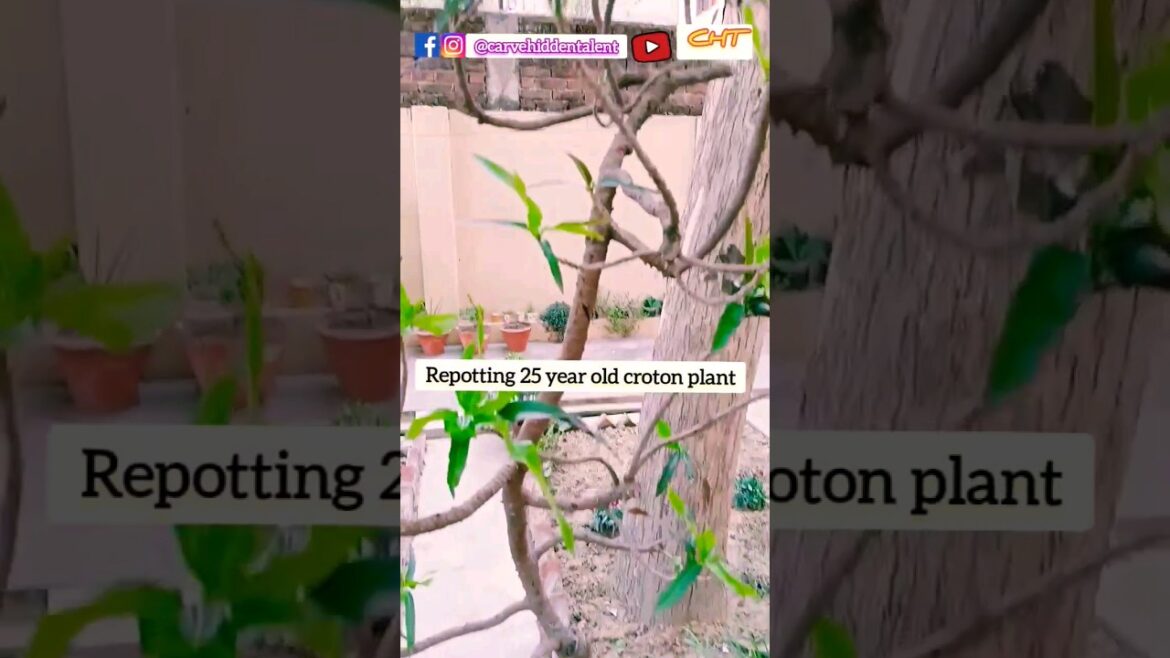 #repotting #repottingandreplanting #plant #gardening #tips #carvehiddentalent