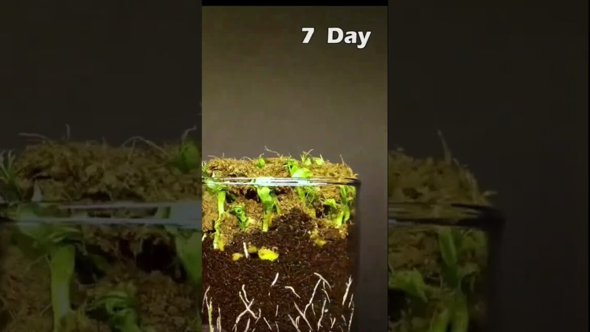 “Seedling Chronicles: The Birth of Your Garden” #youtubeshorts #gardening #feedshorts "Seedling Chronicles: The Birth of Your Garden" #youtubeshorts #gardening #feedshorts