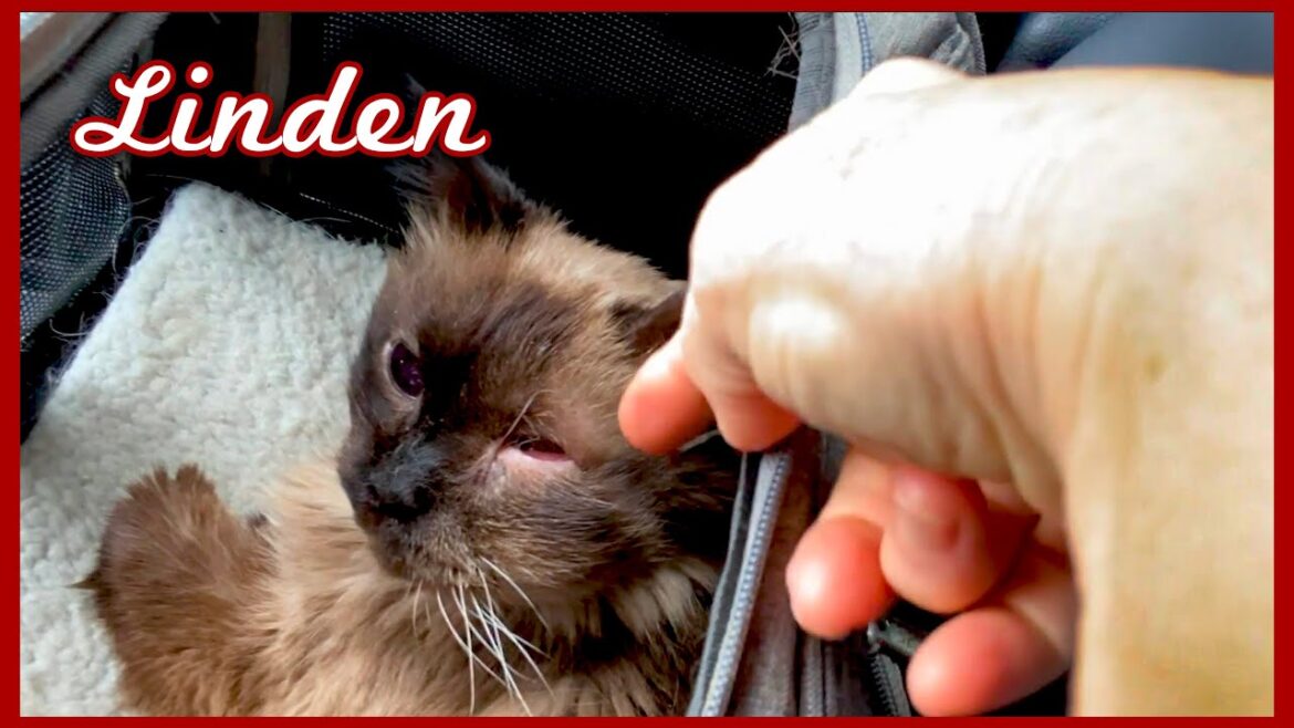 What happened to Linden, my new friend + current events | Vlog