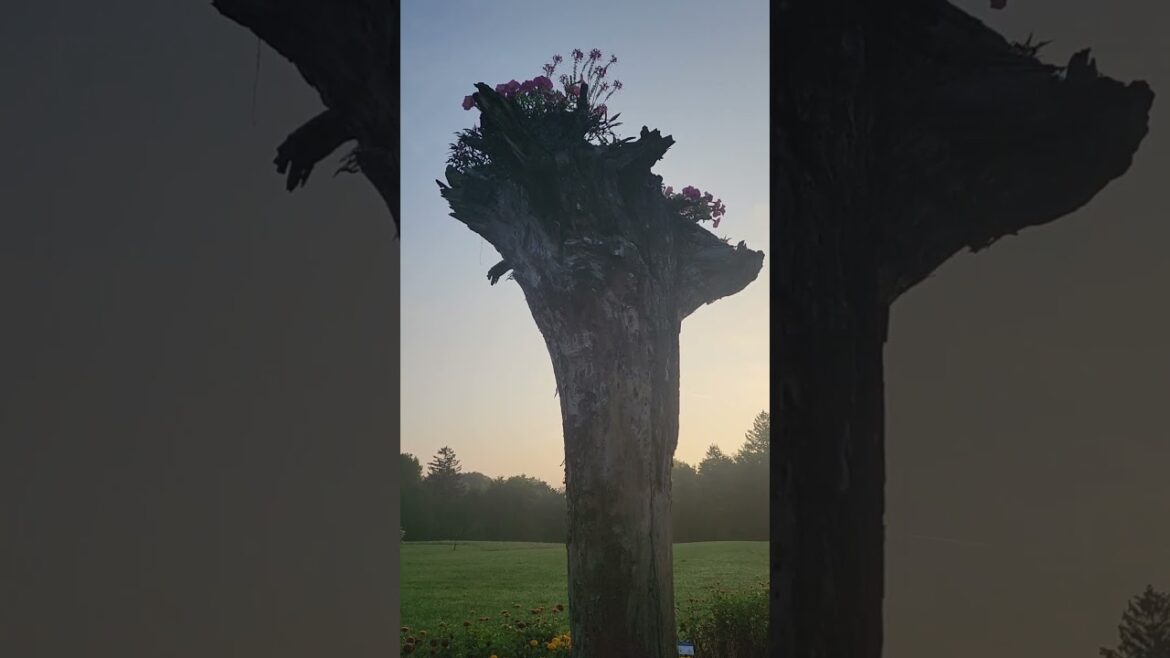 All-America Selections Flowers & Vegetables: First Place: Toledo Botanical Garden Metropark, Toledo, Ohio First Place: Toledo Botanical Garden Metropark, Toledo, Ohio