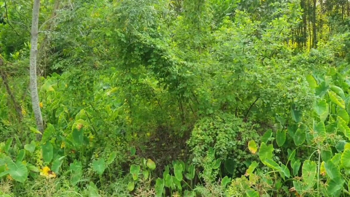 The Joy of Gardening: Exploring a Clean Garden Sanctuary