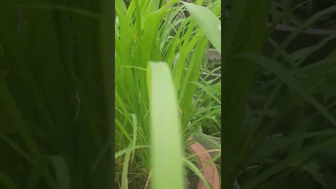 gardening || gardening video || #shorts