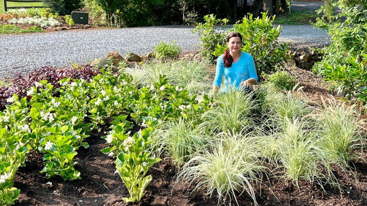 Gorgeous New Entrance Beds | Gardening with Creekside