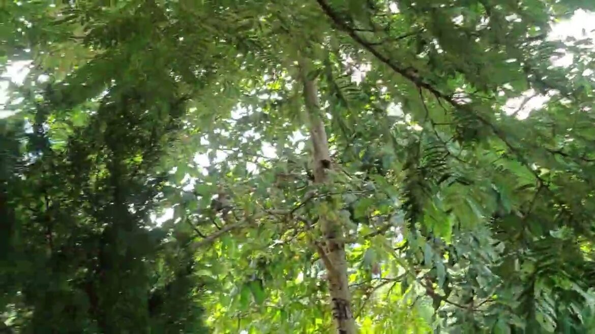 Vertical Gardening: Maximizing Space in My Clean Garden