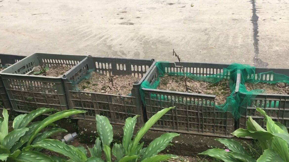 Waterwise Gardening: Conserving Resources in My Clean Garden