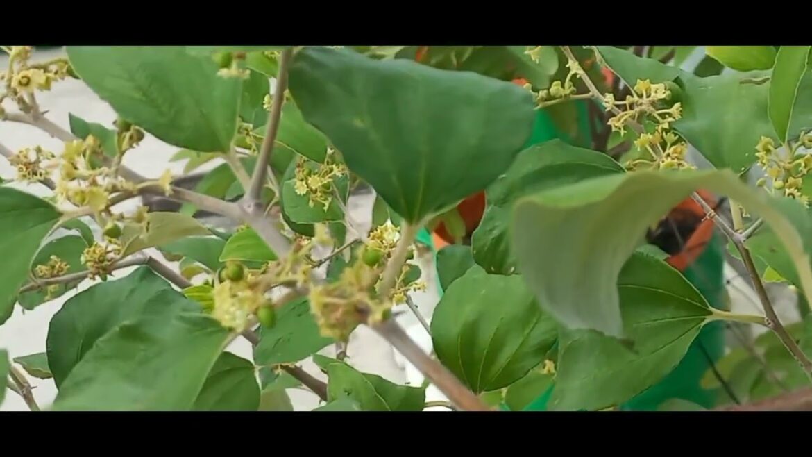 Terrace Garden #terracegardening #gardening #balconygardening #vegetablegardening #kitchengarden