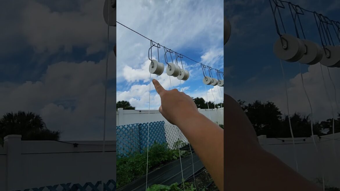 How to expertly prune determinate tomatoes #tomato #garden #urbangardener #vegetablegarden #plants How to expertly prune determinate tomatoes #tomato #garden #urbangardener #vegetablegarden #plants