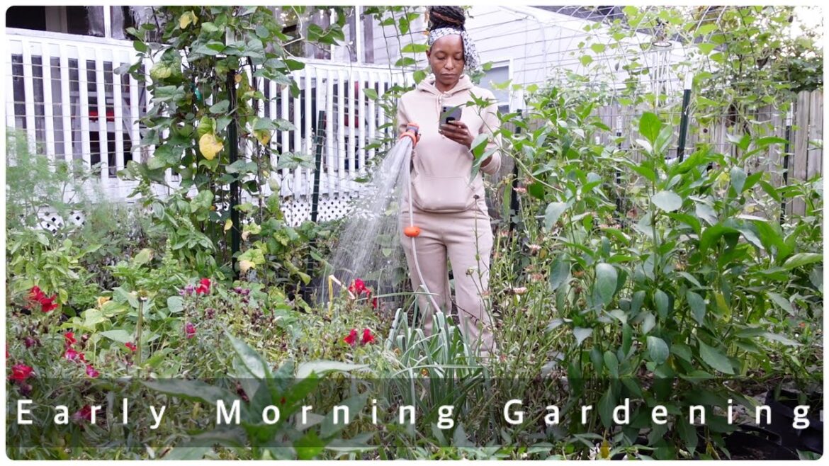 Early Morning Gardening | Bye Beans | Best Practices May Not Always Work (Doing What's Best For Me)