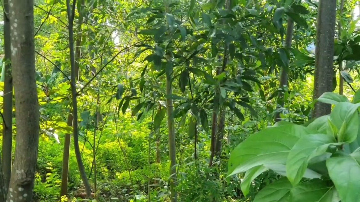 The Beauty of Organic Gardening: My Clean Garden