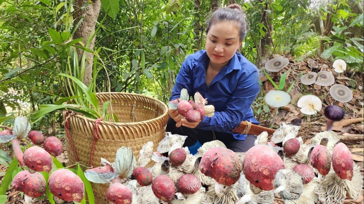 Harvesting wild Mushrooms, Gardening, Growing vegetables, Building nests for chickens to lay eggs Harvesting wild Mushrooms, Gardening, Growing vegetables, Building nests for chickens to lay eggs