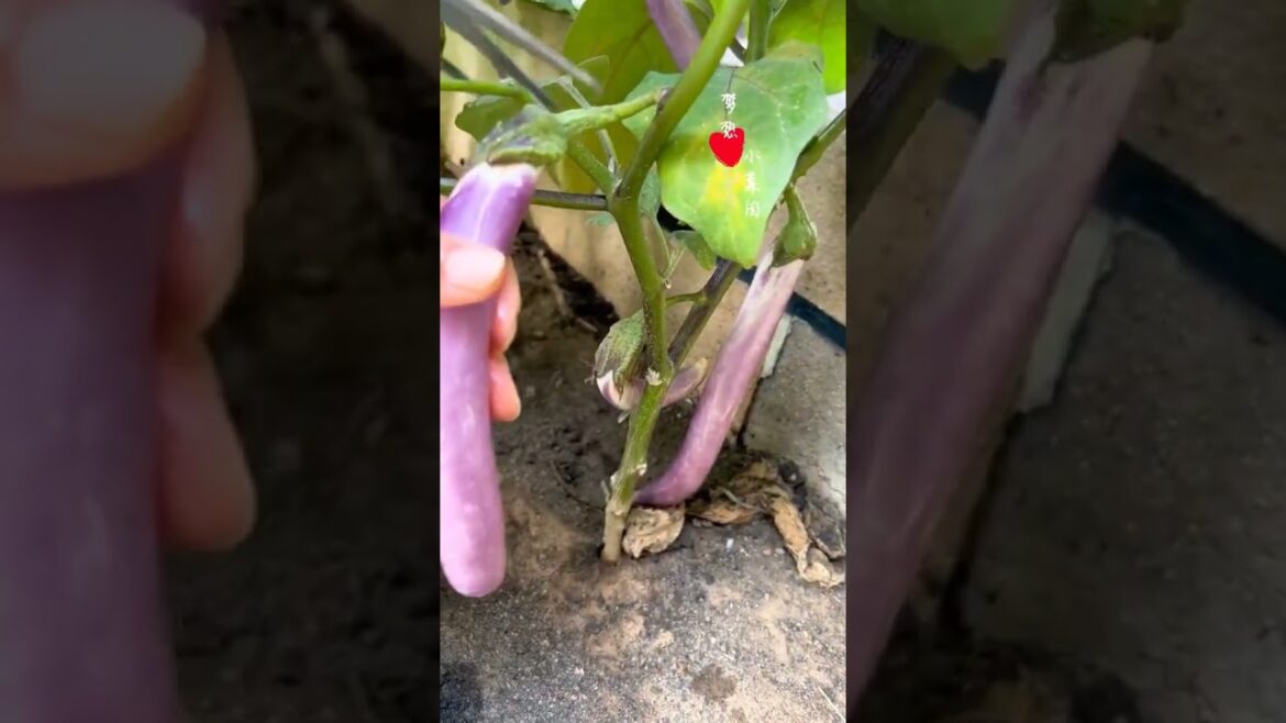 Beautiful Nature Garden Plan Natural life Style Beautiful landscapes Beautiful Nature Garden Plan Natural life Style Beautiful landscapes