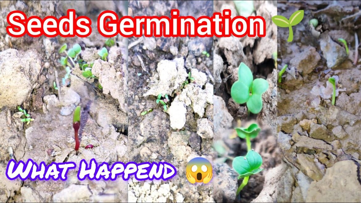 My Vegetable Seeds Germination | Gardening Tips For Beginners | Germination Of Seeds In My Garden |