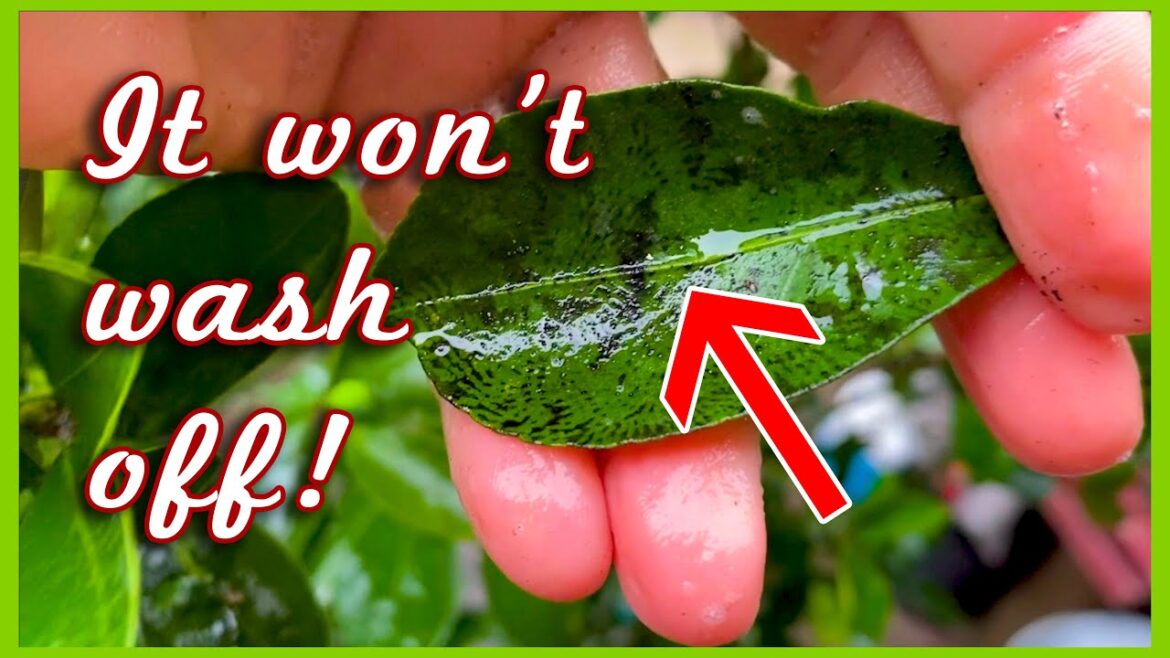 WHAT IS THIS STUFF? Citrus Care in October