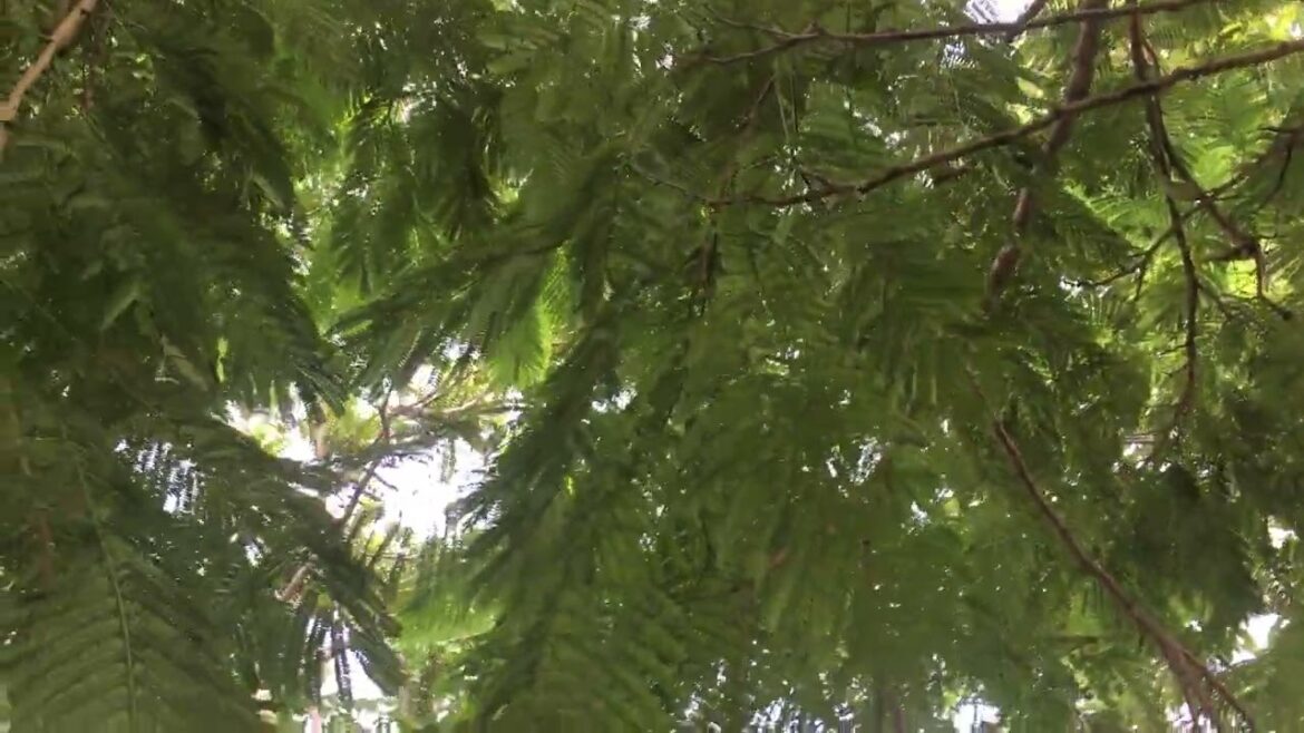 Green Roof Gardens: Elevating Clean Gardening to New Heights