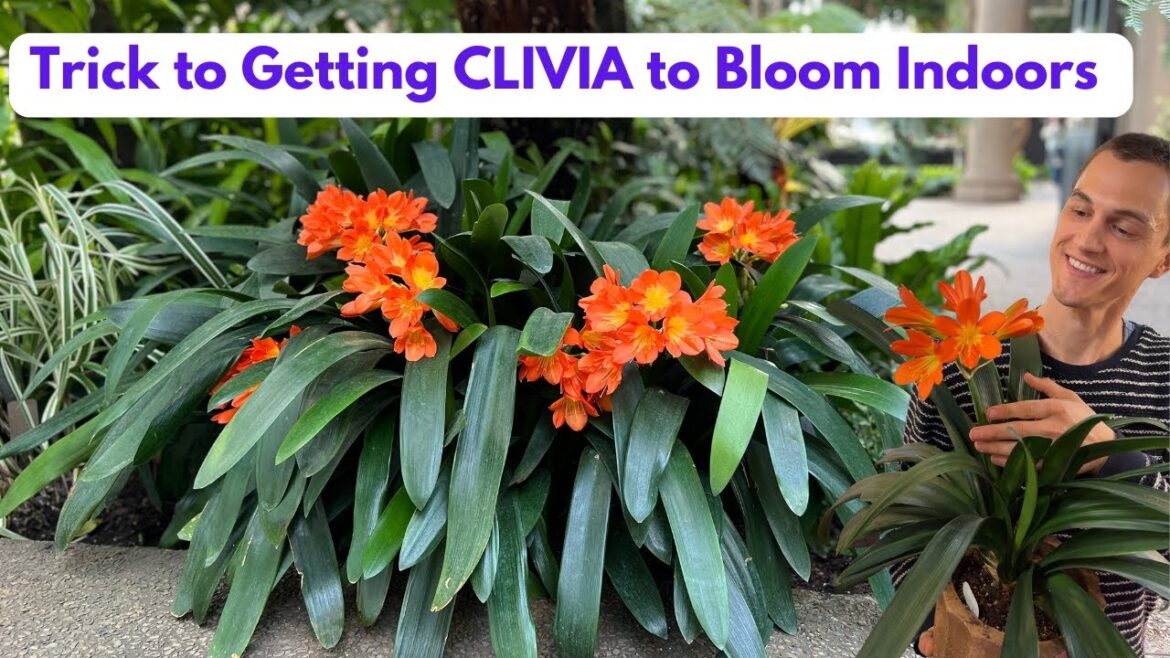 CLIVIA Houseplant - How to Grow & Flower, Root Prune (C. miniata) - Do this in Fall