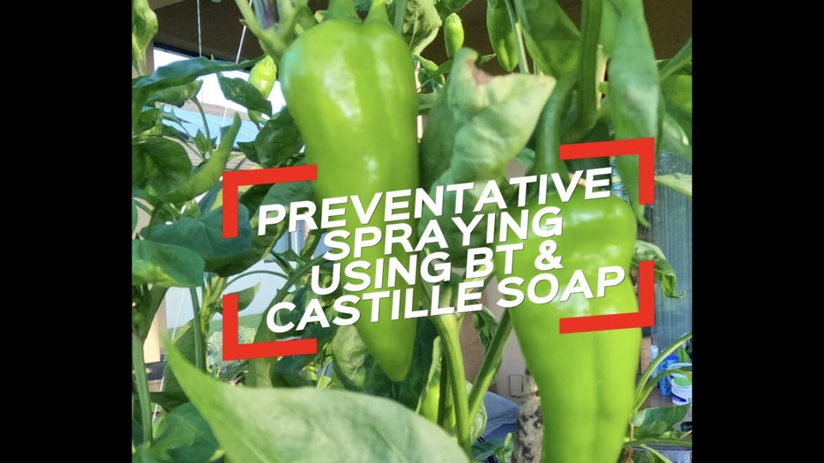 Urban Gardening: Preventative Spraying Using BT & Castille Soap Urban Gardening: Preventative Spraying Using BT & Castille Soap